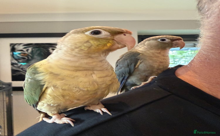 Conures birds - Advert 6