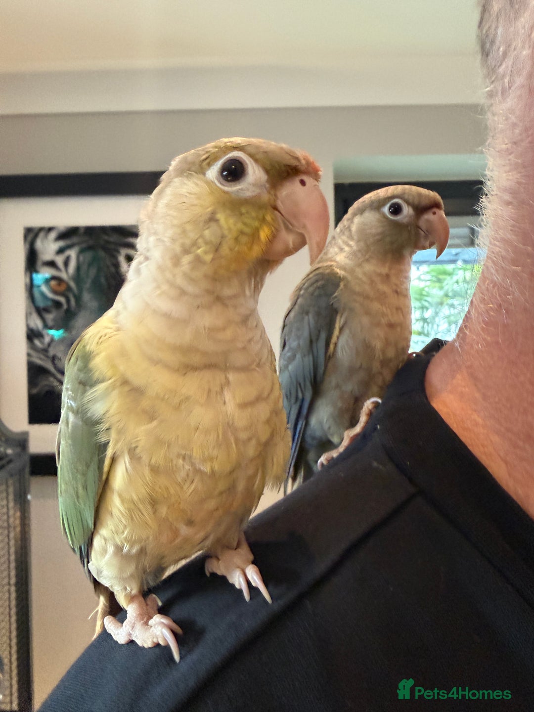 Conures birds for sale: Baby Hand Reared Conures 18 weeks Old - Image 1