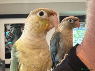 Conures birds - Advert 3