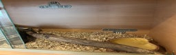 Python Snake reptiles for sale: Female ball python pied & Hognose snakes  - Advert 11
