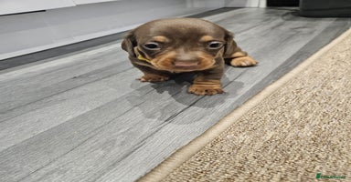 Miniature Dachshund dogs - Advert 8