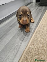 Miniature Dachshund dogs - Advert 2