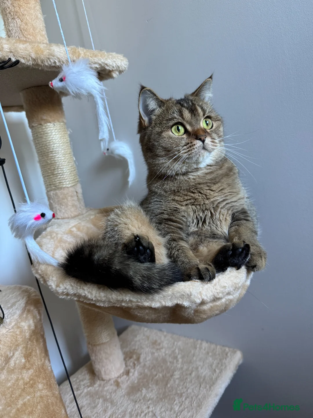 British Shorthair cats for sale: Pedigree GCCF Registered British Shorthair - Advert 2