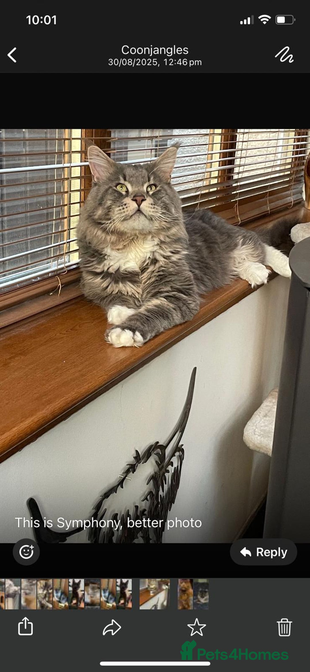 Maine Coon cats for sale: Maine Coon Kittens - Image 5