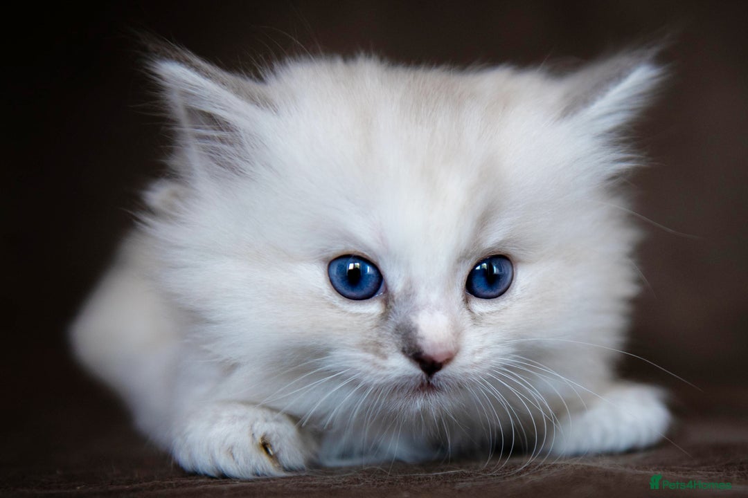 Ragdoll cats for sale: Stunning Ragdolls Ready Dec 24th - Advert 2