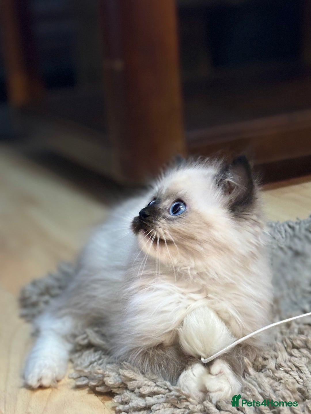 Ragdoll cats for sale: Stunning Ragdoll kittens available now - Advert 11