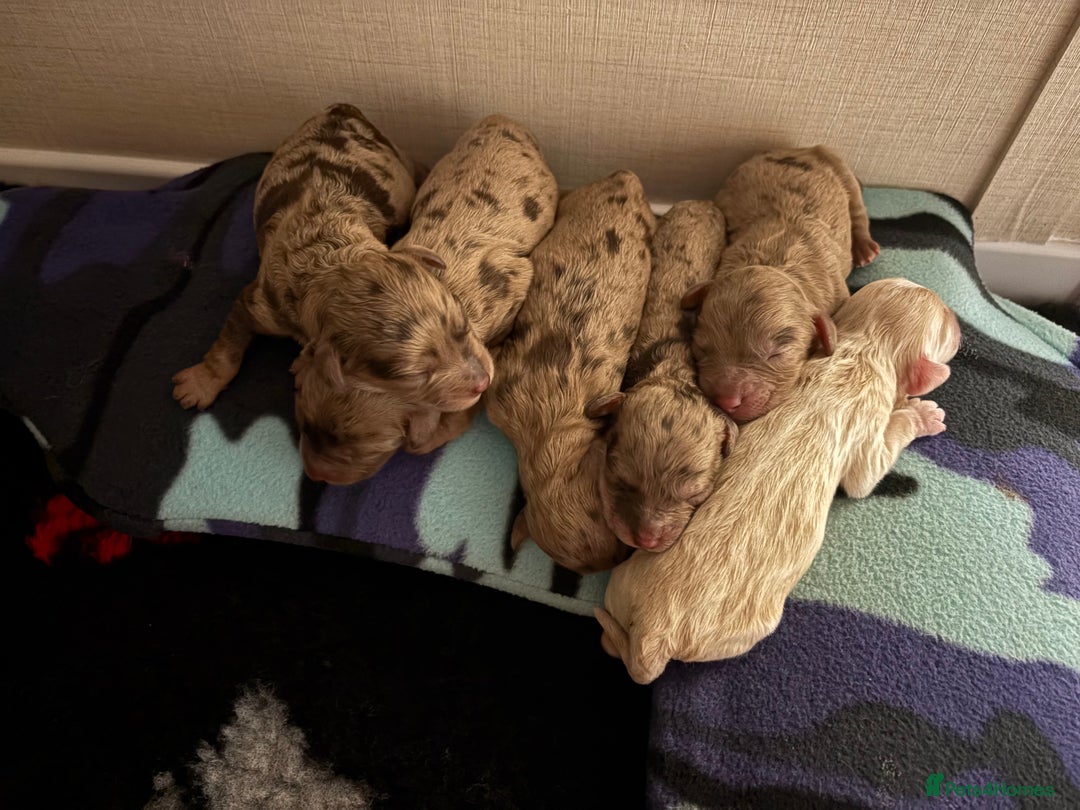 Cockapoo dogs for sale: American cockapoo - Image 9