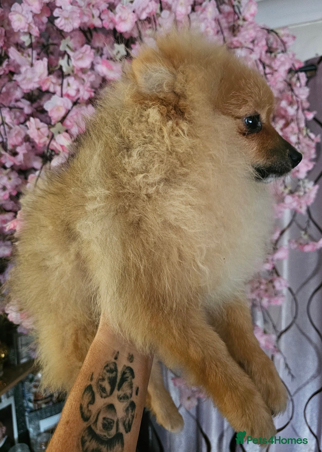 Pomeranian dogs for sale: 1 Pomeranian Puppy  - Advert 3