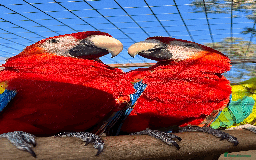 Macaws birds for sale: A fantastic selection of Macaws  - Image 3