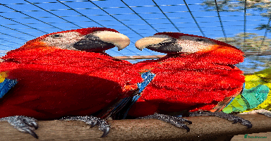 Macaws birds - Advert 4
