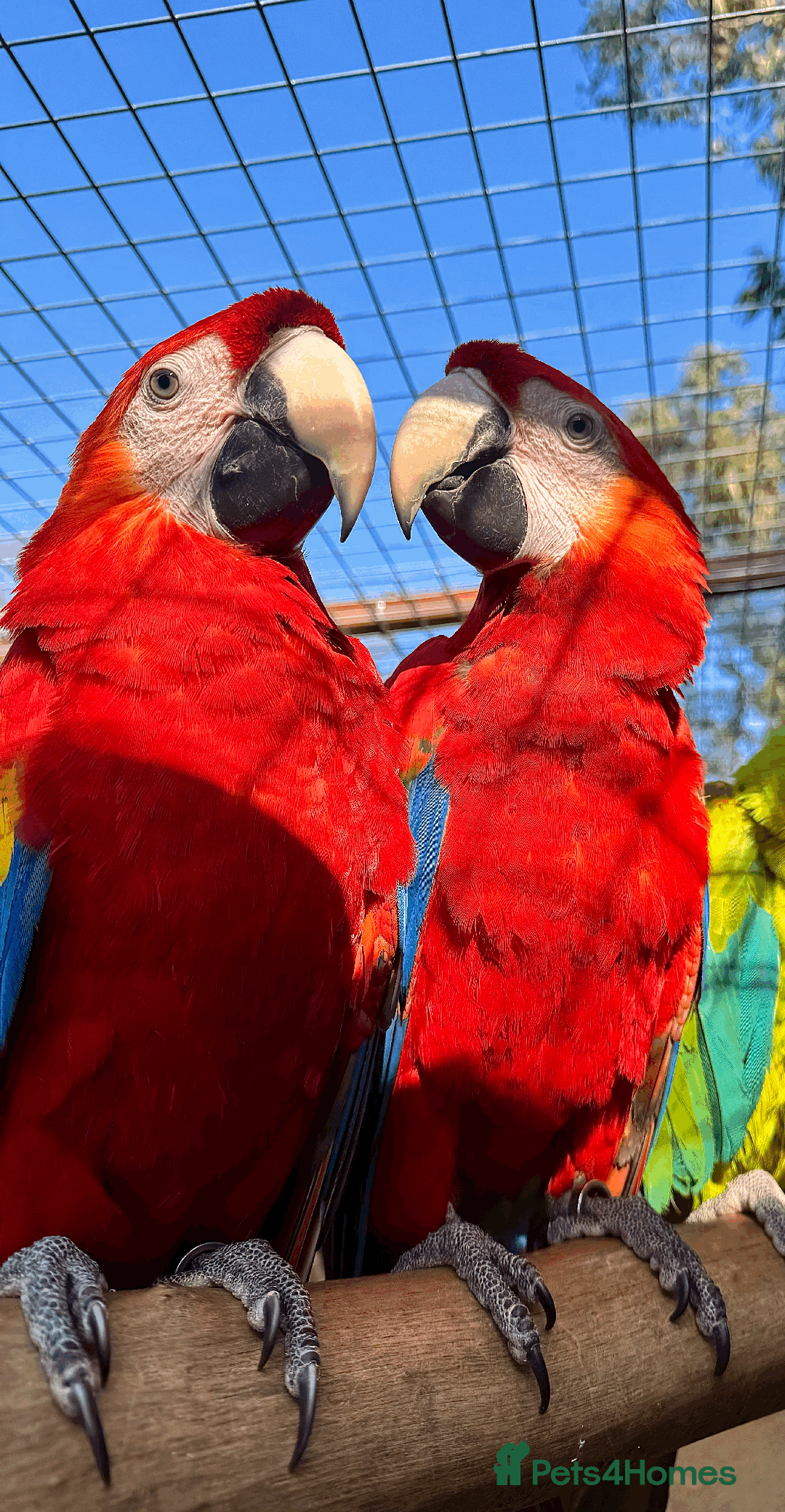 Macaws birds for sale: A fantastic selection of Macaws  - Image 3