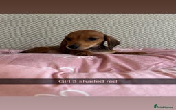 Miniature Dachshund dogs for sale: ***rainbow litter🌈*** - Image 5