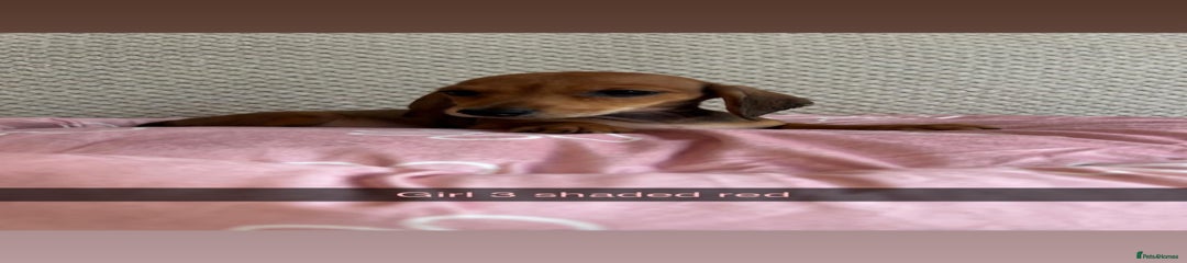 Miniature Dachshund Puppy 4