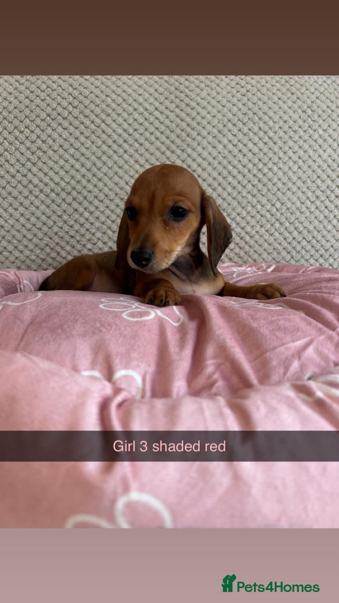 Miniature Dachshund dogs for sale: ***rainbow litter🌈*** - Image 5