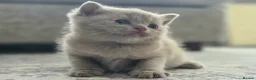 British Shorthair cats for sale: Gorgeous British Shorthair kittens Cute & Adorable - Advert 11