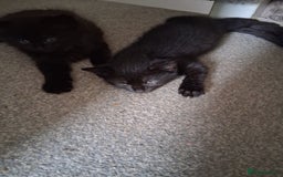 Mixed Breed cats for sale: 3 female kittens - Image 2
