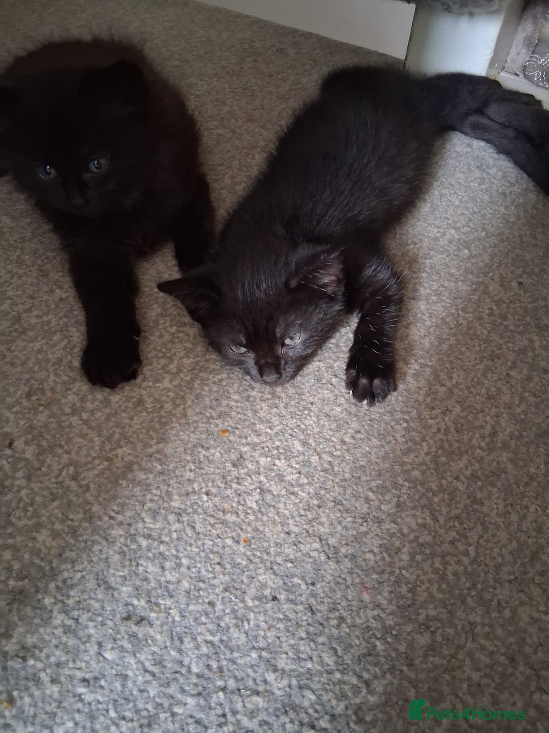 Mixed Breed cats for sale: 3 female kittens - Image 2