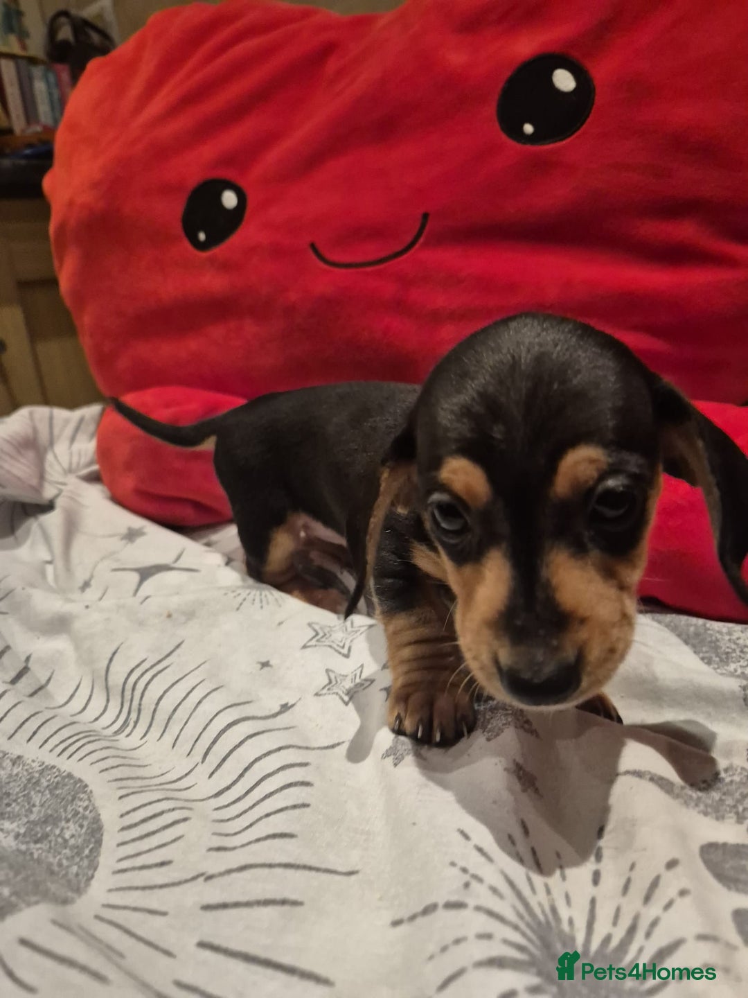 Miniature Dachshund dogs for sale: Perfect Mini Dachshund Girl 8 weeks old - Advert 13