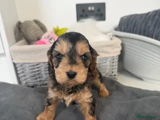 Cockapoo dogs ready to leave cockapoo puppies starting at £800 - Advert 1