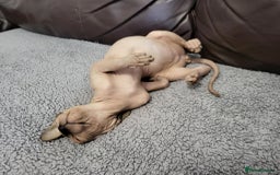 Sphynx cats for sale: Sphynx Healthy happy  boys   - Image 6