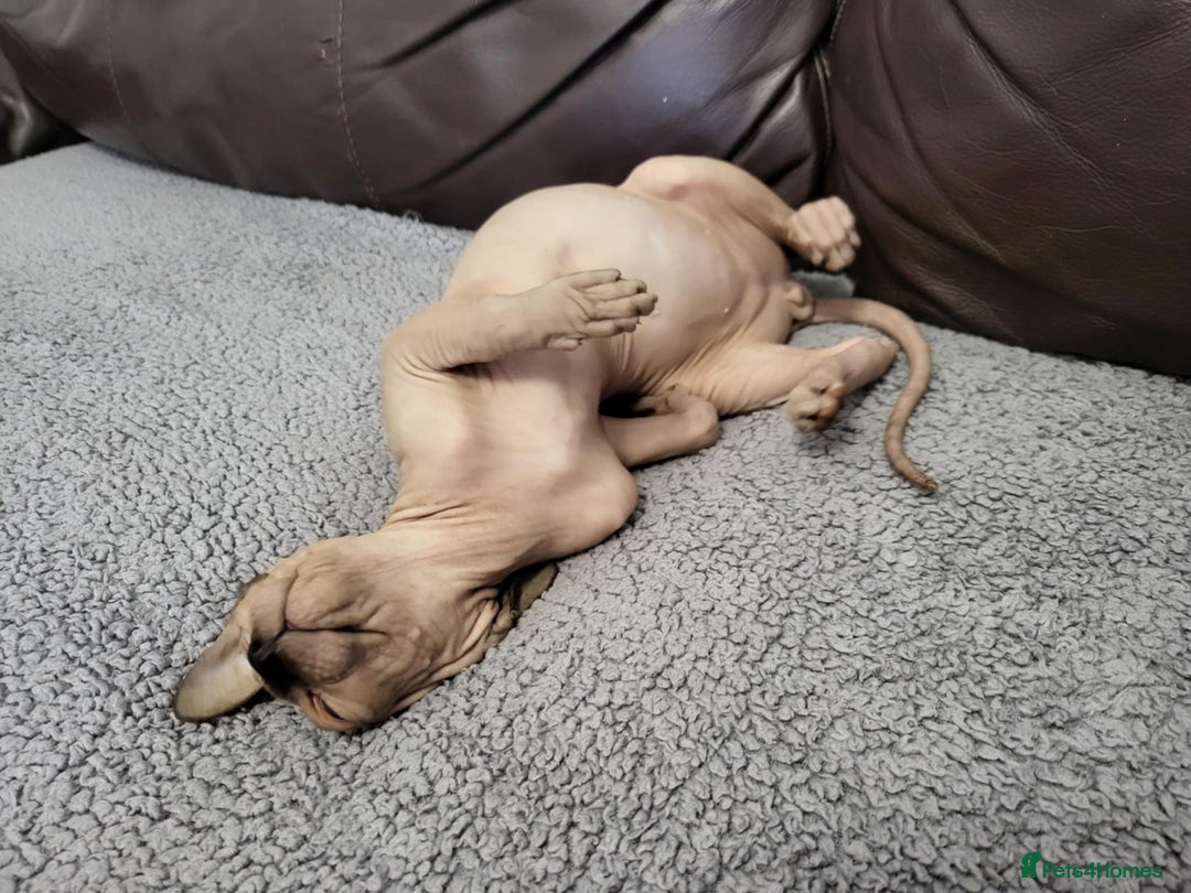 Sphynx cats for sale: Sphynx Healthy happy  boys   - Image 6