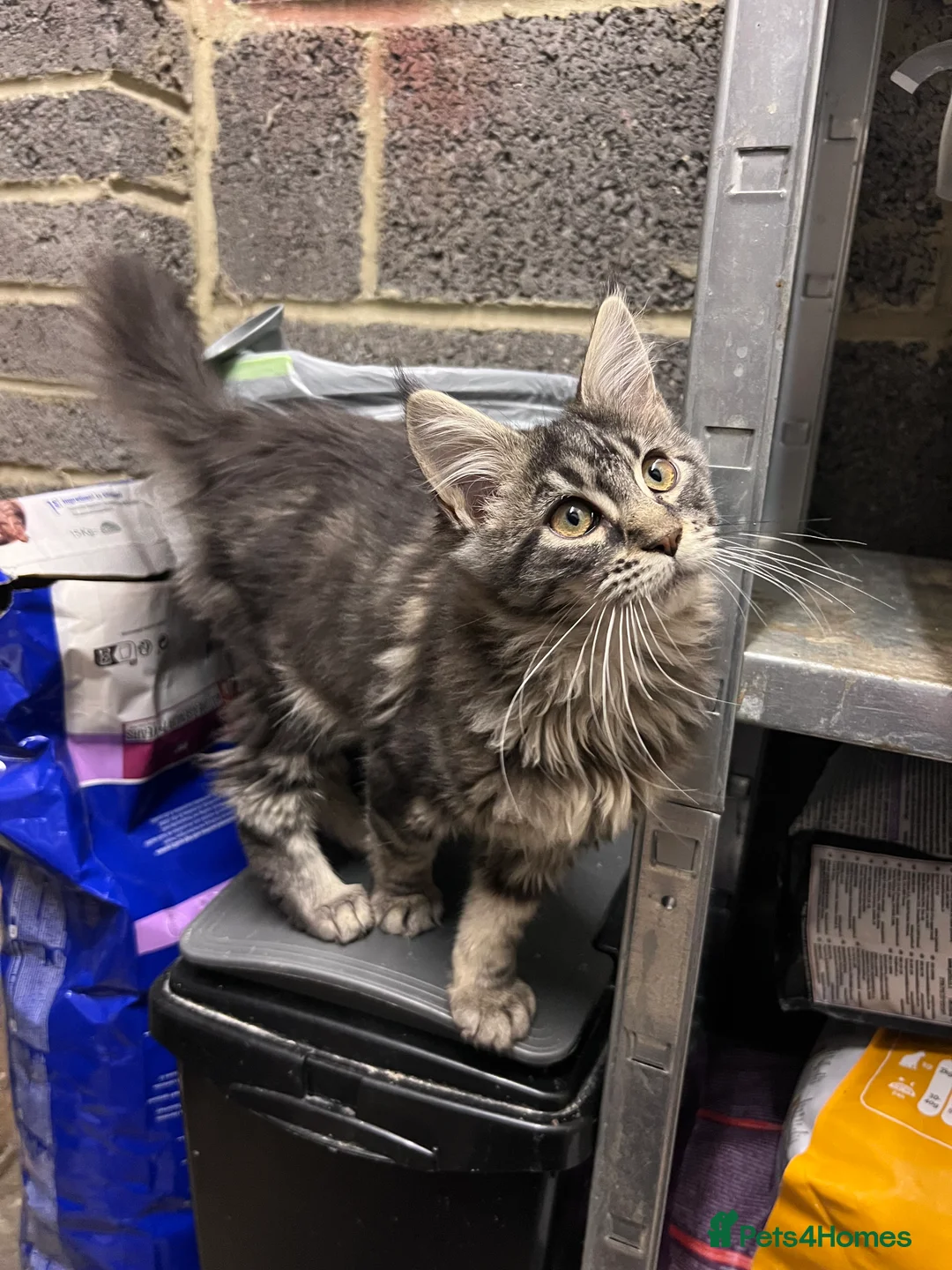 Maine Coon cats for sale: “Reduced*Gorgeous pedigree Maine coon kittens  - Advert 8