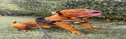 Dogue De Bordeaux dogs for stud: 🔥 ODIN — DOGUE DE BORDEAUX STUD 🔥 - Advert 2