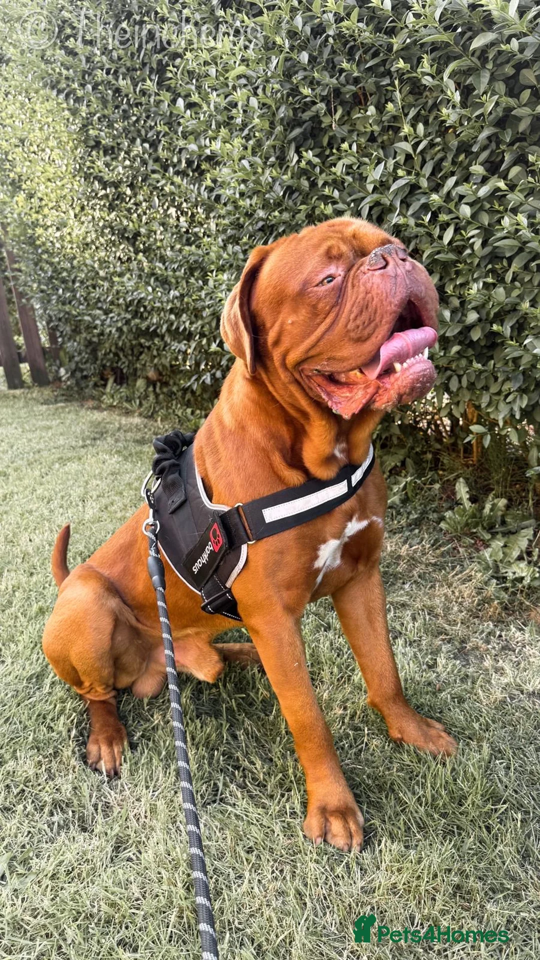 Dogue De Bordeaux dogs for stud: 🔥 ODIN — DOGUE DE BORDEAUX STUD 🔥 - Advert 2