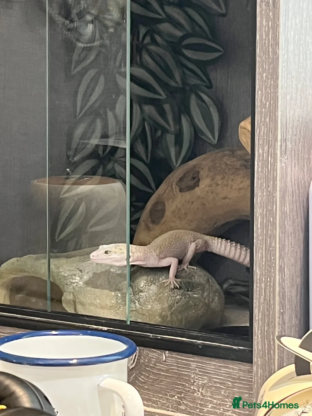Leopard Gecko reptiles for sale: Female Leopard gecko - Advert 6