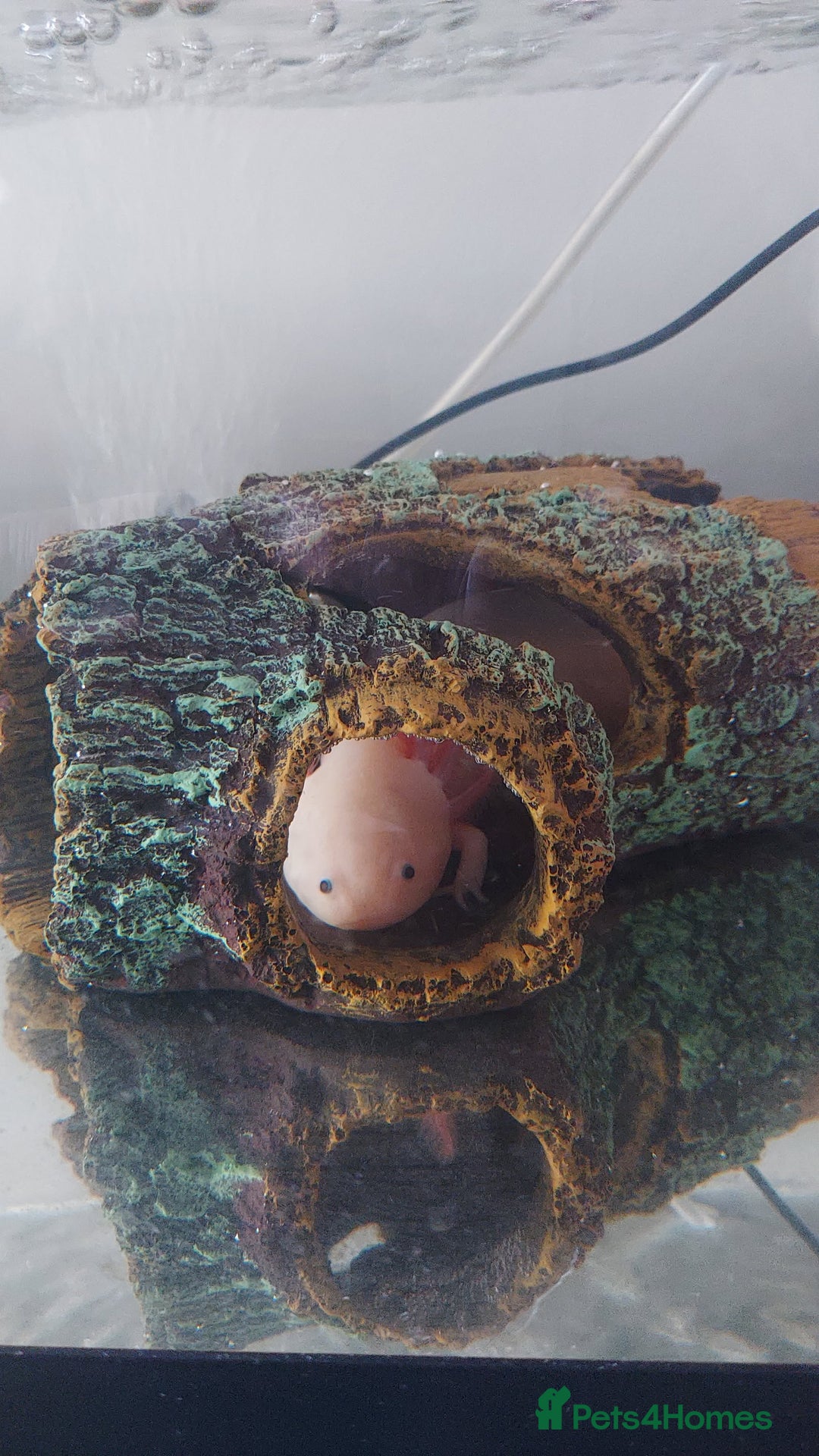 Axolotl reptiles for sale: Axolotyl and setup for sale - Advert 2