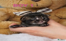 Maine Coon cats for sale: SHOW QUALITY MAINE COON KITTENS  - Image 1