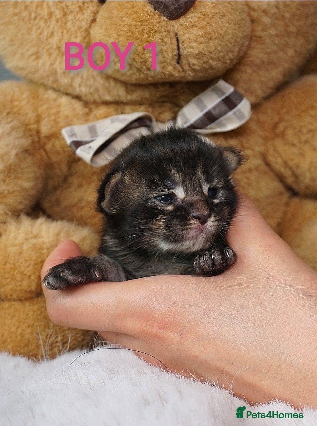 Maine Coon cats for sale: SHOW QUALITY MAINE COON KITTENS  - Image 1