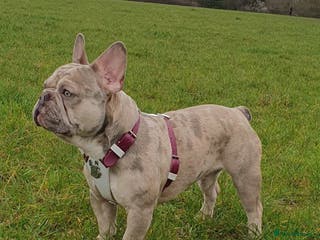 French Bulldog dogs Two different colour eye Lilac Fawn Cream Merle in St Albans - Advert 18