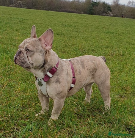 French Bulldog dogs in St Albans - Advert 15