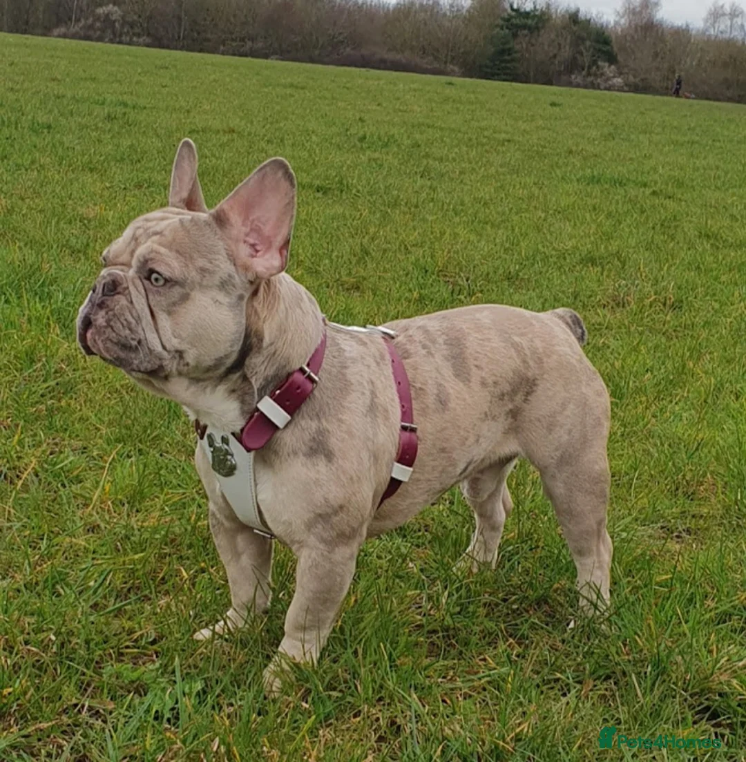 French Bulldog dogs for stud: Two different colour eye Lilac Fawn Cream Merle in St Albans - Advert 1