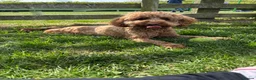Mixed Breed dogs for sale: F1B cockapoos  in Wrexham - Advert 1