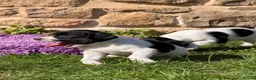 English Springer Spaniel dogs for sale: B/W PLAYFUL LITTER SPRINGER SPANIELS,HEALTH TESTED - Advert 19