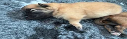 Pomeranian dogs for sale: Pomeranian puppies 2x girls 1x boy  - Advert 3