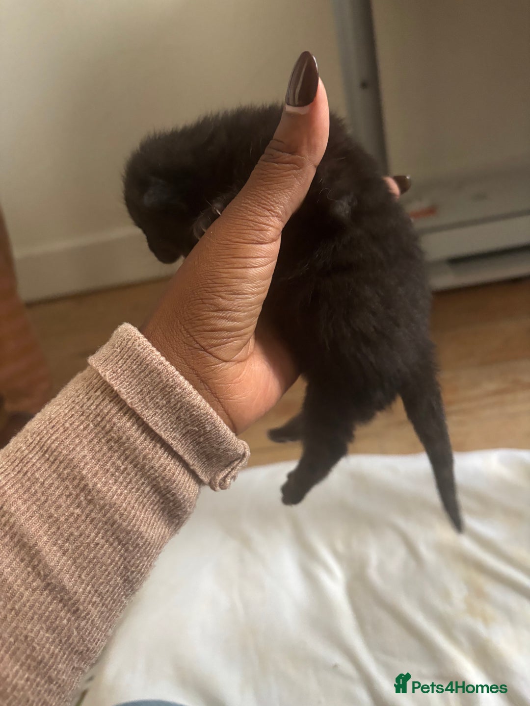 Domestic Shorthair cats for sale: Domestic and BSH Kittens  - Image 6