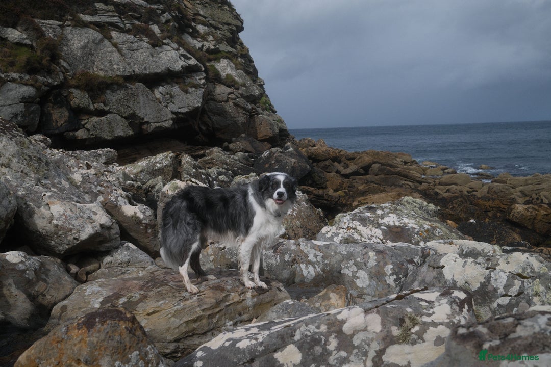 Border Collie dogs for stud: *proven* health tested working merle border collie in Leeds - Advert 7