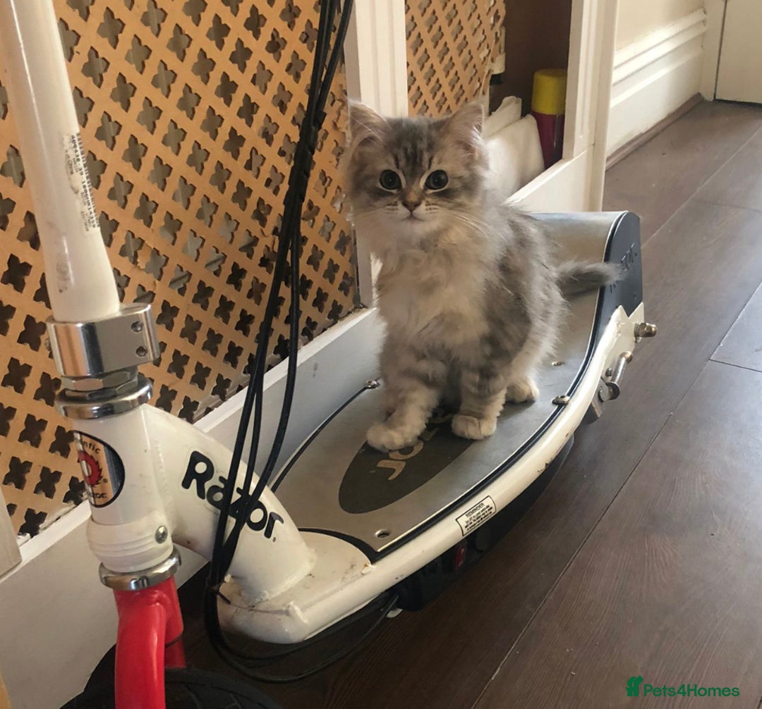Persian cats for sale: Persian kitten in Blackburn - Image 2