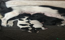 Mixed Breed dogs for sale: Chihuahua x Cocker Spaniel Puppies. 3 Boys/2 Girl - Image 4