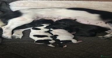 Mixed Breed dogs - Advert 8