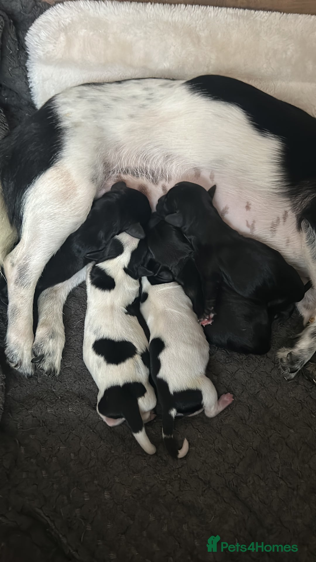 Mixed Breed dogs for sale: Chihuahua x Cocker Spaniel Puppies. 3 Boys/2 Girl - Image 4