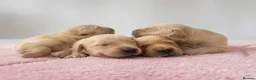 Golden Retriever dogs for sale: Beautiful Golden Retriever Puppies - Advert 20
