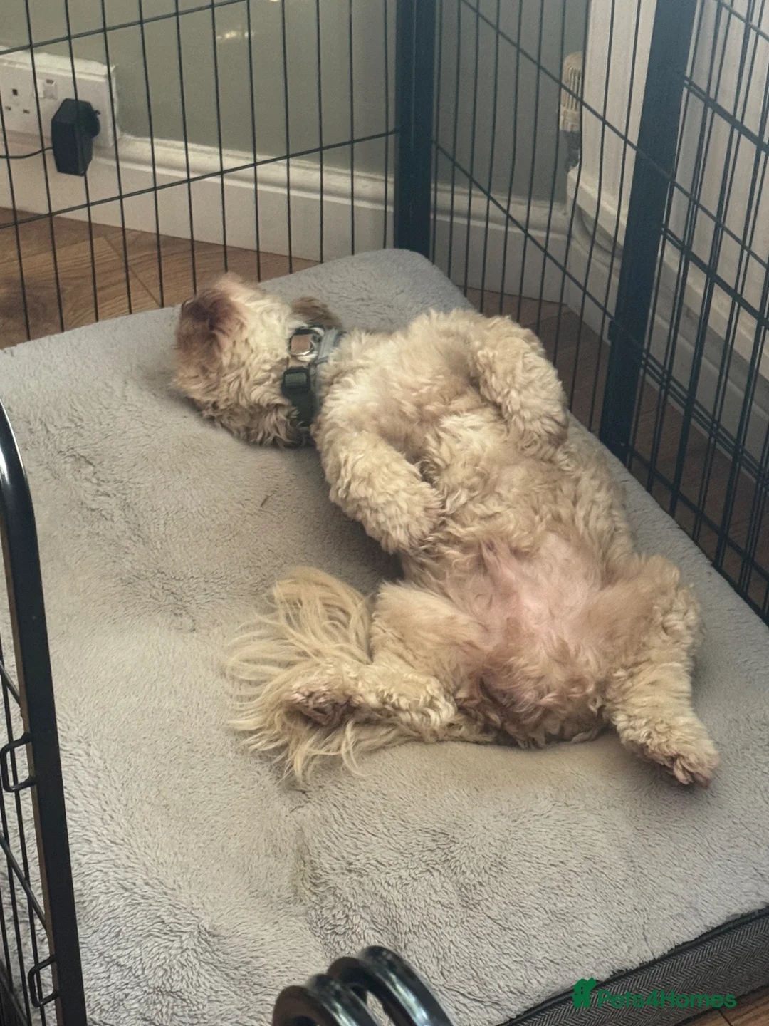 Shihpoo dogs for stud: Our Stunning Shihpoo Teddy for Stud duties in Stevenage - Advert 2