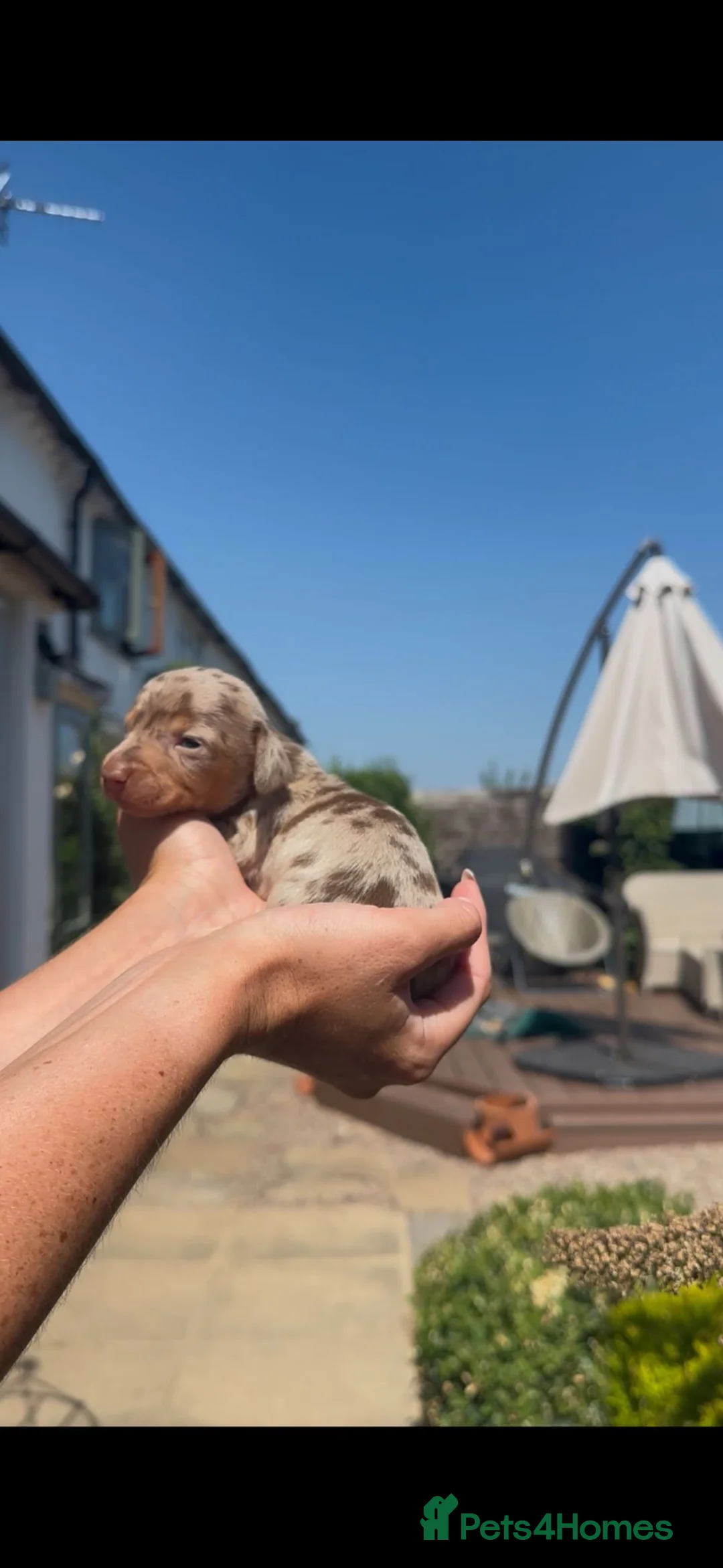 Miniature Dachshund dogs for sale: Beautiful KC homebred mini dachshunds  in Ashbourne - Advert 2