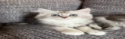 Mixed Breed cats for sale: Stunning Long Haired Chinchilla Ragdoll X Persian - Advert 6