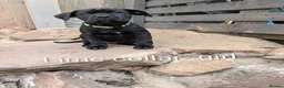 Cane Corso dogs for sale: Cane corso puppies  - Advert 26