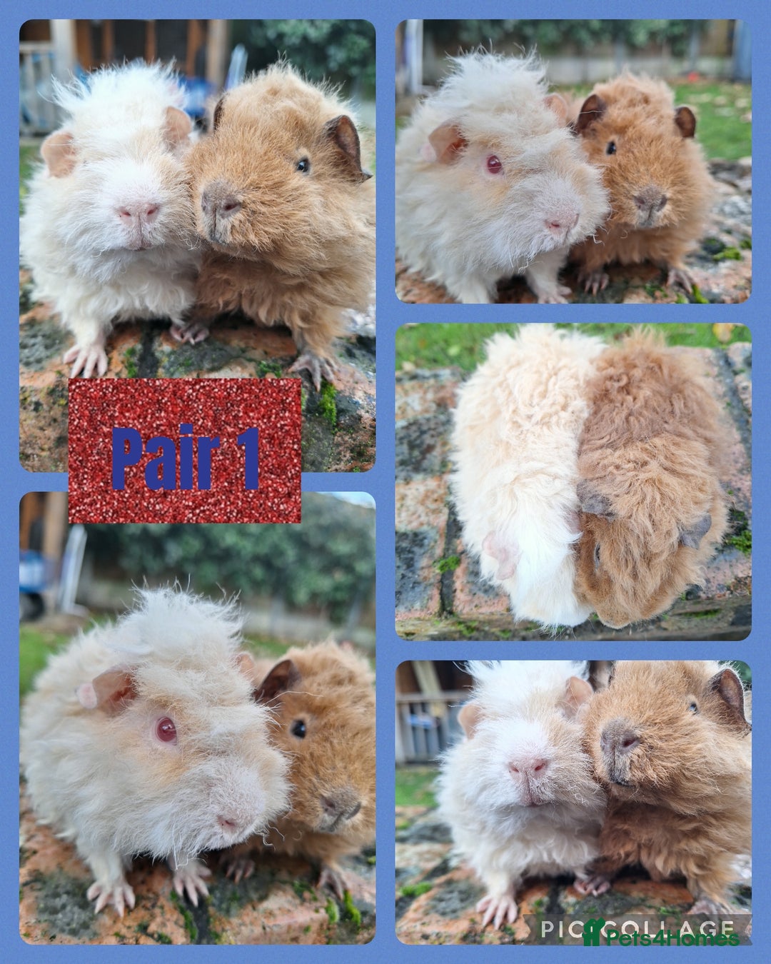 Guinea Pig rodents for sale: Pairs of boys (1,2,3) pair of girls and s8ngle sow - Advert 1